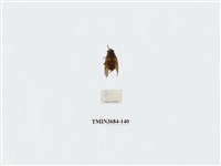 藏品(雙翅目)的圖片